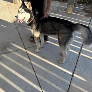 Image of Unknown, Found Dog