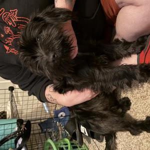 Image of Unknown, Found Dog