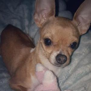 Lost Dog Mimi