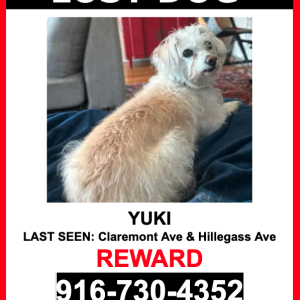 Lost Dog YUKI