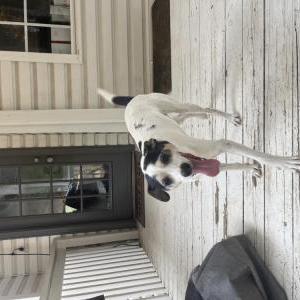 Image of Unknown, Found Dog