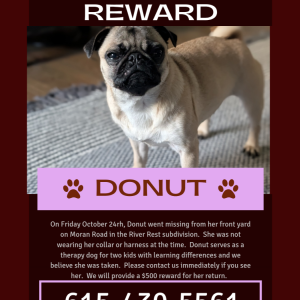 Image of Donut, Lost Dog