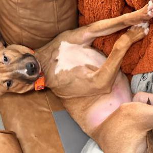 Image of Stevie, Lost Dog