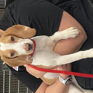 Image of Unknown, Found Dog