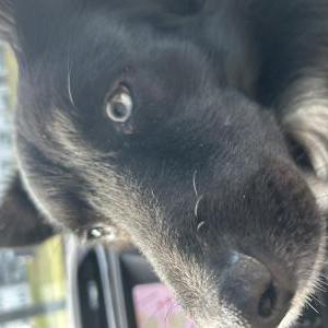 Image of Unknown, Found Dog