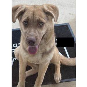 Image of Unknow, Found Dog