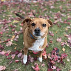 Image of Unknown, Found Dog