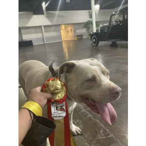 Lost Dog Raden