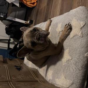 Image of stitch, Lost Dog