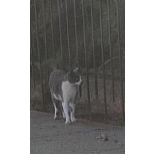 Image of Tino, Lost Cat