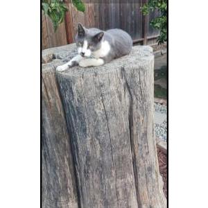 2nd Image of Tino, Lost Cat