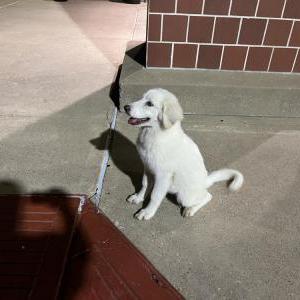 Image of unknown, Found Dog