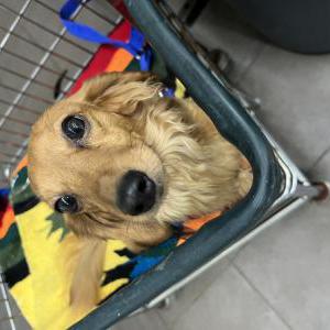 Image of Schultzie, Lost Dog