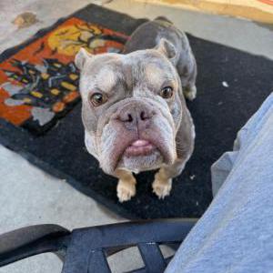 Lost Dog Ronin