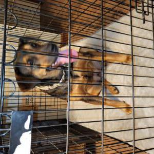 Found Dog Unknown