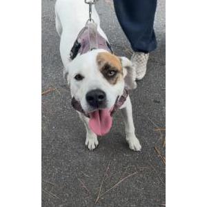 Image of Unknown, Found Dog