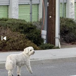 Image of Kiwi, Lost Dog