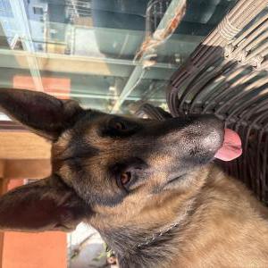 Found Dog Unknown