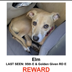 Image of Elm, Lost Dog