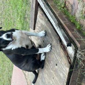 Image of Hermes, Lost Dog