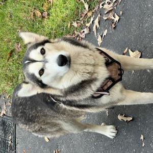 Image of unknown, Found Dog