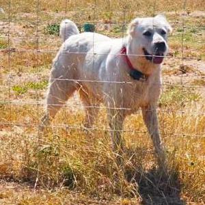 Image of Una, Lost Dog