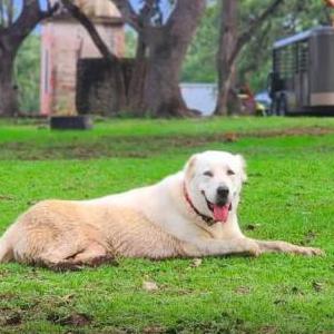 2nd Image of Una, Lost Dog