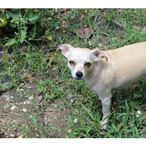 Image of Bella, Lost Dog