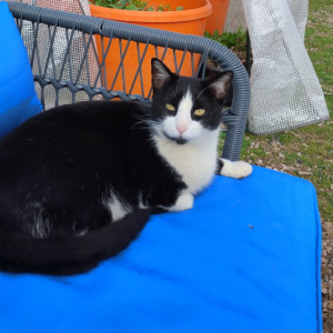 Image of Clover, Lost Cat