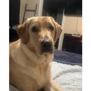 Image of August, Lost Dog