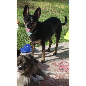 Image of Remington, Lost Dog