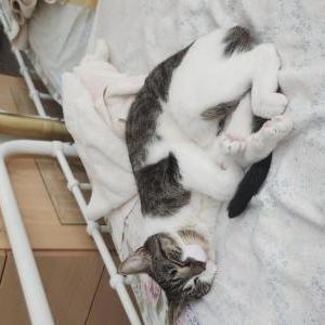 Image of Luna, Lost Cat
