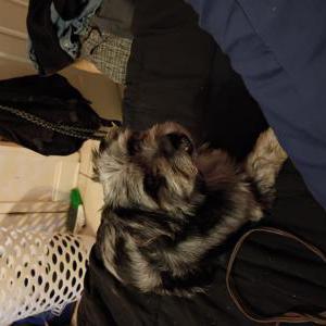 Image of Milo, Lost Dog