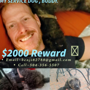 Image of Buddy, Lost Dog