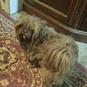 Image of Maui, Lost Dog