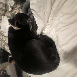 Image of Zoe, Lost Dog