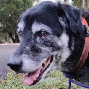 Image of Bella, Lost Dog