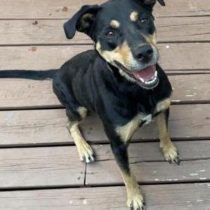 Image of Unlnown, Found Dog