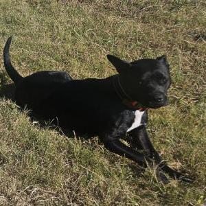 Image of Lola, Lost Dog