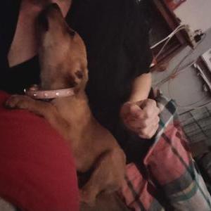 Image of Pidders, Lost Dog