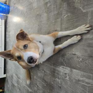 Image of Bailey, Lost Dog