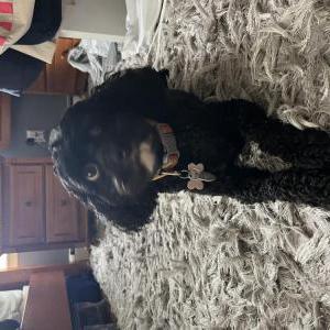 Image of Tuxedo, Lost Dog