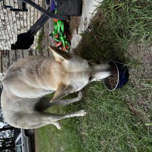 Image of Unknown, Found Dog