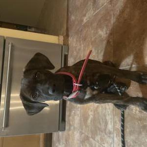 Image of Unknown, Found Dog