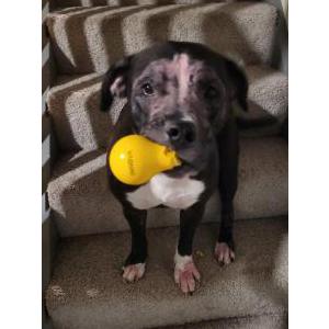 Image of Leyla, Lost Dog
