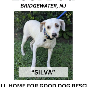 Image of Silva, Lost Dog
