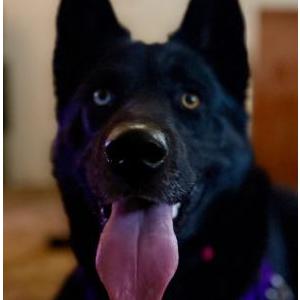 Image of Unknown, Found Dog