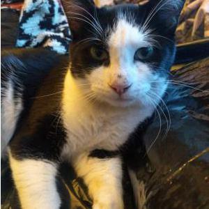 Image of Jack Sparrow, Lost Cat