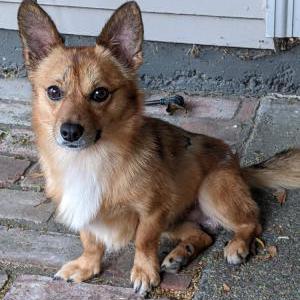 Image of Charlie, Lost Dog