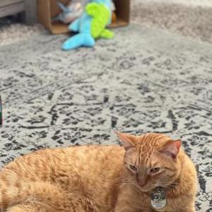 Image of Ginger, Lost Cat